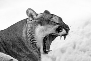 cougar yawns wide with teeth showing