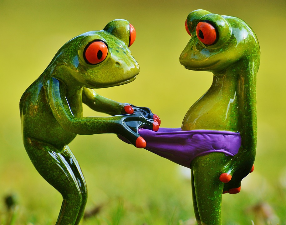 frogs-1347637_960_720