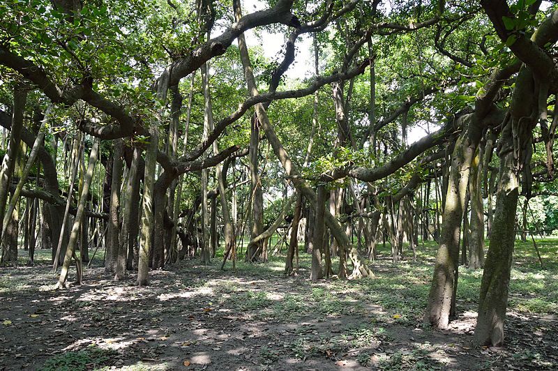 800px-Great_Banyan_Tree_-_Indian_Botanic_Garden_-_Howrah_2012-09-20_0060